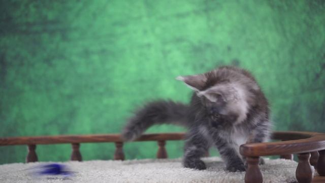 Wolf 3 месяца смотреть онлайн