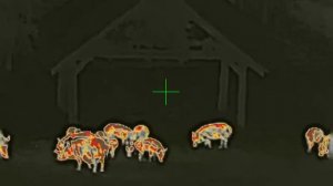 9,3х74R и сеголеток