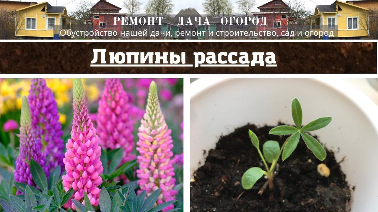 Люпины, выращиваем рассаду люпинов. Все этапы выращивания рассады смотреть онлайн