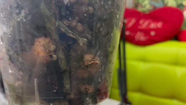 ФОКУС на орхидею Cherion смотреть онлайн