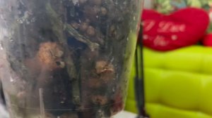 ФОКУС на орхидею Cherion