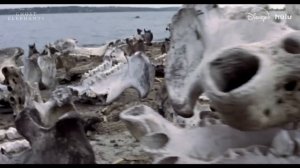 Слоны-призраки | Трейлер