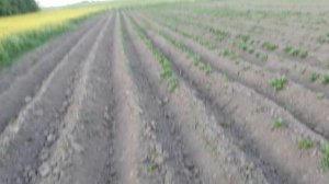 Всходы картошки трёх сроков