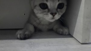 мой кот Сэм😼