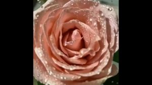 Любимая работа и мои прекрасные розы! 🌹🌹🌹