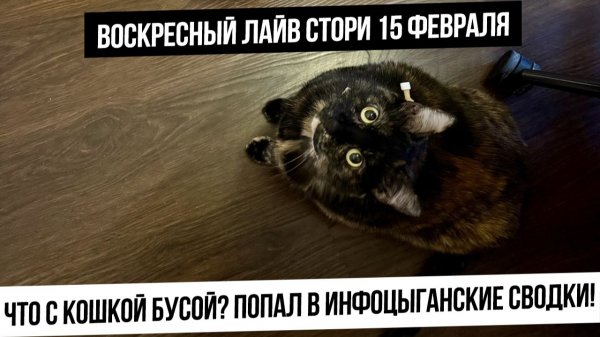 Воскресный лайв-стори. У кошки удалили раковую опухоль. инфоцыганские зарубы в интернетах