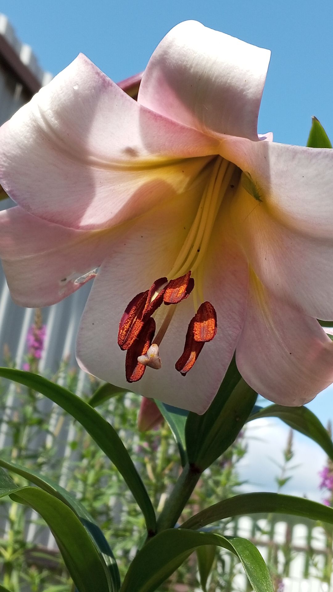 Как расцвела лилия после выгонки смотреть онлайн