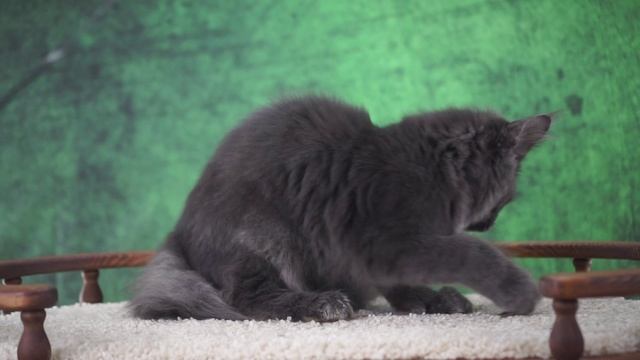 Osbourne 5,5 месяцев смотреть онлайн