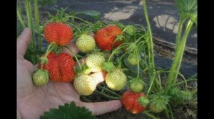 Клубника Фестивальная — большой урожай в вашем огороде
