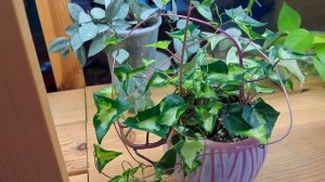 Крестовнтк крупноязычковый ,очень красивое растение! Нежное цветение!!!