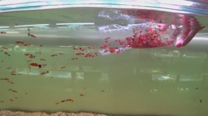 Выпустил СТАЮ Меченосцев в большой аквариум