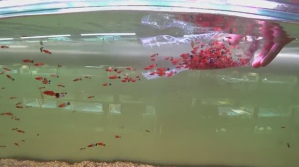 Выпустил СТАЮ Меченосцев в большой аквариум