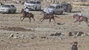 Скачки в с. Анди. 0 партия на 2 круга. 15.02.2026