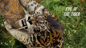 Survivor - Eye Of The Tiger