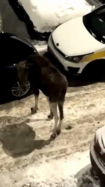 Лось свободно разгуливает на стоянке в Балашихе смотреть онлайн