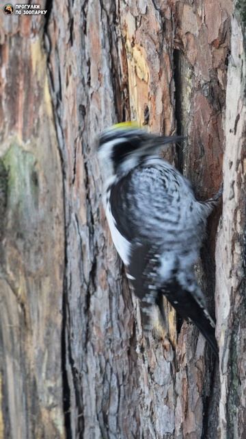 Дятел - санитар леса. Новосибирский зоопарк