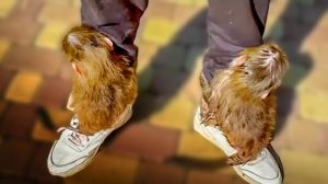 СМЕШНО!!А вы знали КАК СУШАТСЯ О’пы Степы и Мани? Гамадриоята идут на прогулку)))