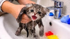 ПЕРВОЕ КУПАНИЕ🧼🛁🧽КОТЕНКА У ДОКТОРА👩⚕️ЗАБАВНОЕ ВИДЕО!! РЕАКЦИЯ