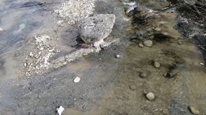 Горы и реки Дагестана, река рубас, подвесной канатный мост, путешествия