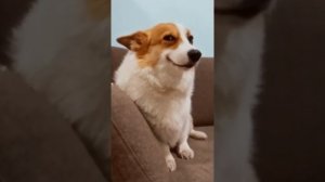 Как сделать Лего кастом пса Дэниса из фильма "Minecraft" #minecraft #lego