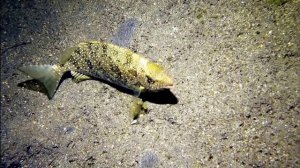 Филиппины - Гуанджоу. Январь 2026