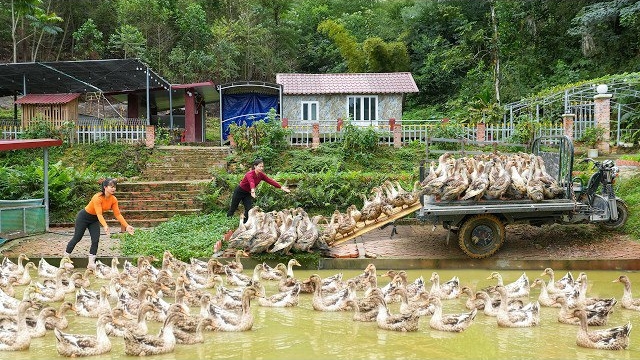 Покупаю уток у Ли Фук Ви, для продажи на сельском рынке. Дуонг. Ли Фук Ви. Вьетнам смотреть онлайн