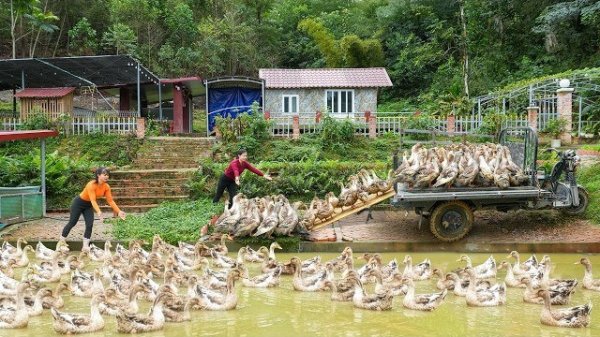 Покупаю уток у Ли Фук Ви, для продажи на сельском рынке.  Дуонг. Ли Фук Ви. Вьетнам