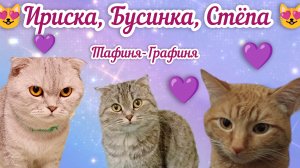 😻Бусинка, Ириска, Стёпа😻