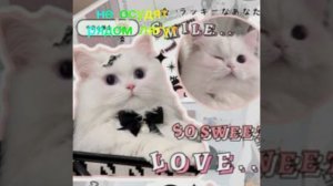 кошечки хорошие  /×𝕄𝕠𝕠𝕟𝕃𝕚𝕘𝕙𝕥×\