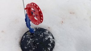 Ловля щуки зимой на платном пруду?.. Отличная идея! :-)