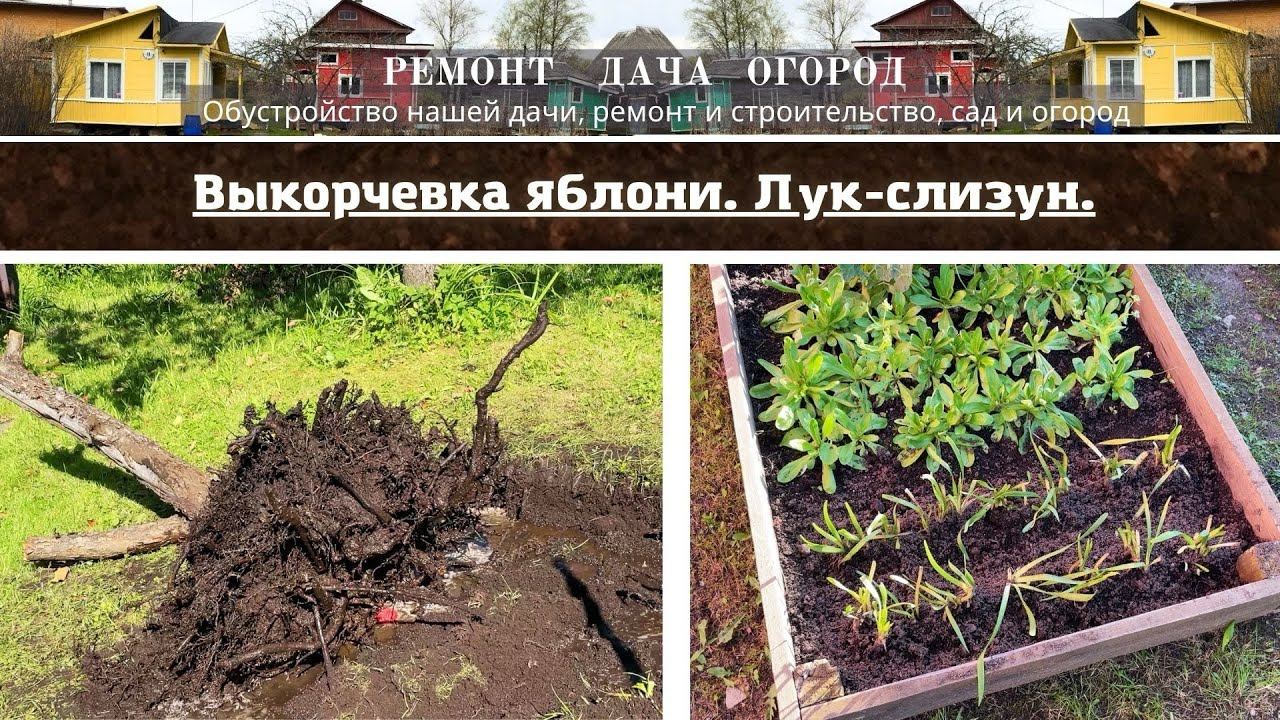 Выкорчевка яблони. Посадила лук-слизун. Небольшой обзор.