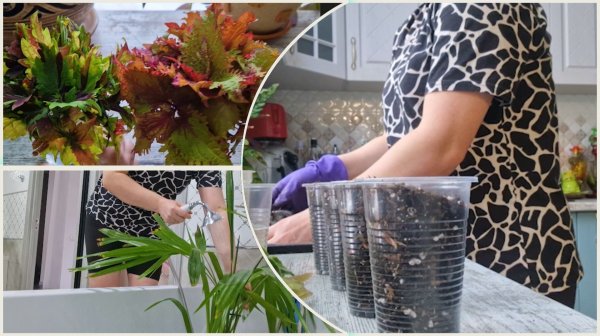 Мой выходной с домашними цветами. Теперь ещё и фиалки! Болталка о доходах,каналах, отписках ...