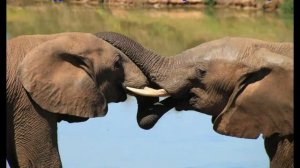 Не всё иностранное приемлемо