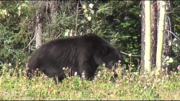 Русский этнос часть  2