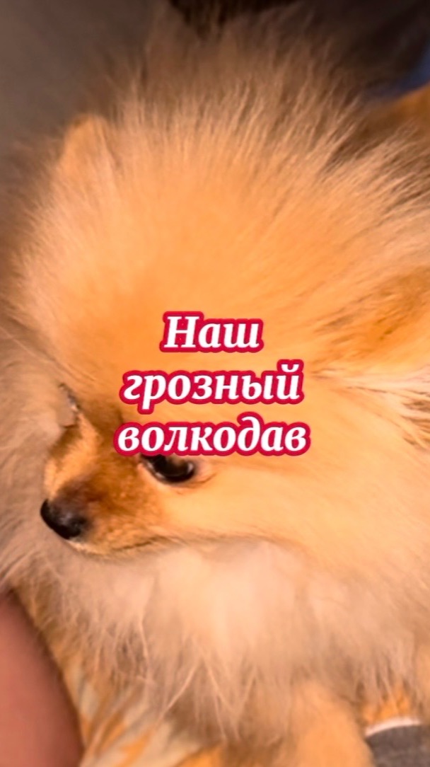 Маленькая Нисса выразительно отказывается идти на своё место