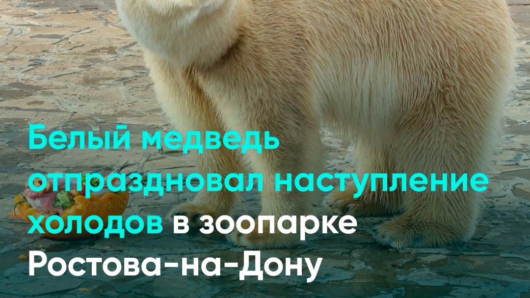 Белый медведь отпраздновал наступление холодов в зоопарке Ростова-на-Дону смотреть онлайн