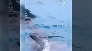 Видео от МЭН - Мне Это Нравится