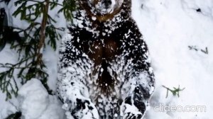 Мишка плюшевый зверек. Не Буди лихо !!!