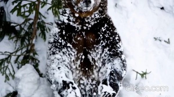 Мишка плюшевый зверек. Не Буди лихо !!!