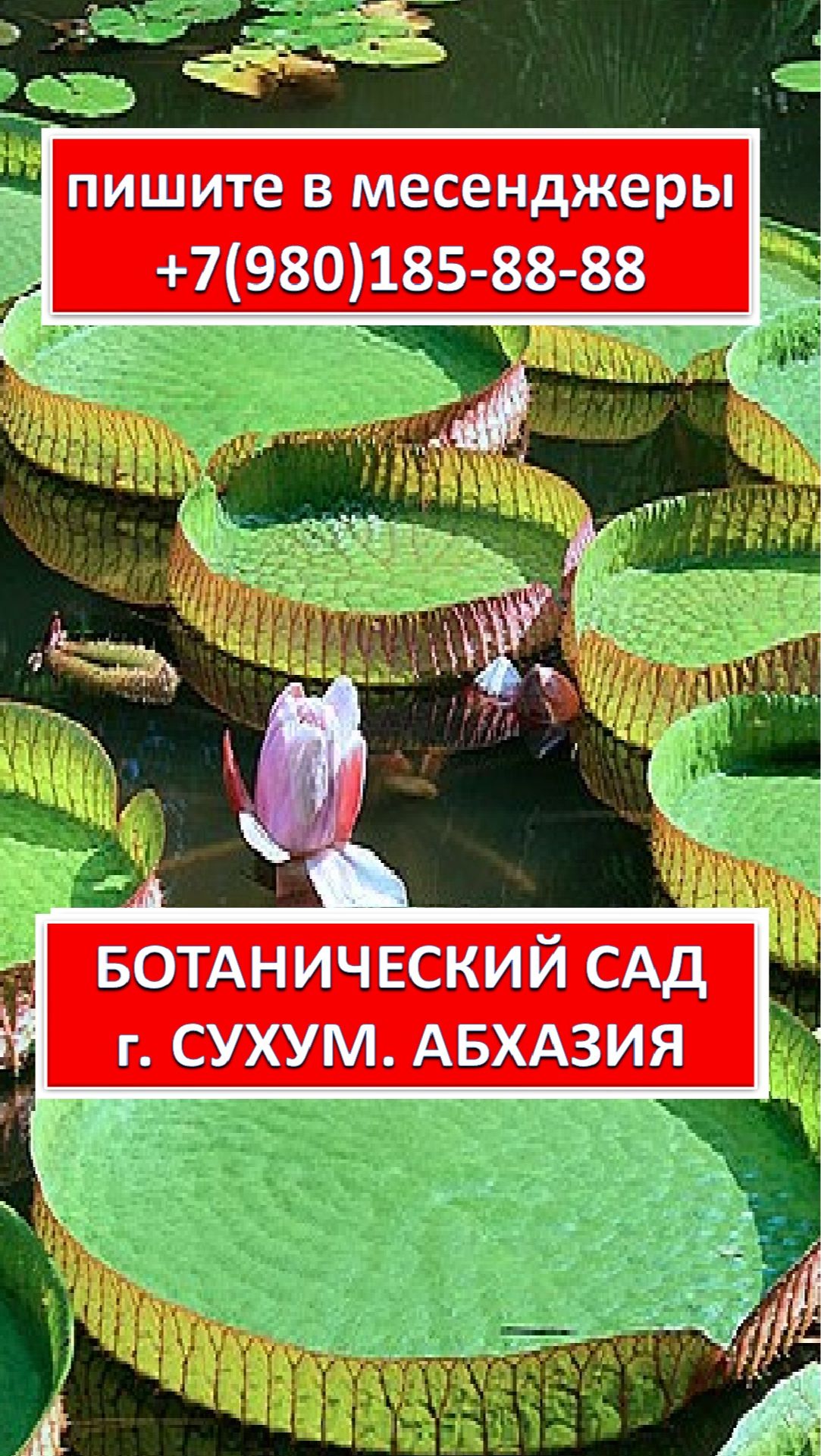 БОТАНИЧЕСКИЙ САД. ГОРОД СУХУМ. АБХАЗИЯ