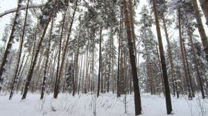 Заснеженный лес. ч.2. Февраль 2026