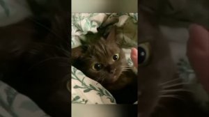 YouCut_20260215_000140344.mp4