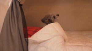 ❄️НОВОГОДНИЙ КЕМПИНГ В ЗАСНЕЖЕННЫХ ГОРАХ С РОСКОШНОЙ ПАЛАТКОЙ