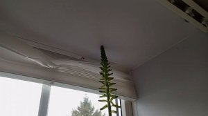 Алое  цветет ...На новое место переехал...Картины...