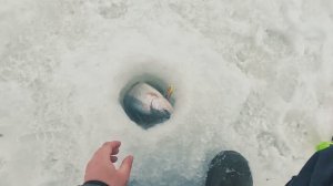 Моё знакомство с новым водоёмом»