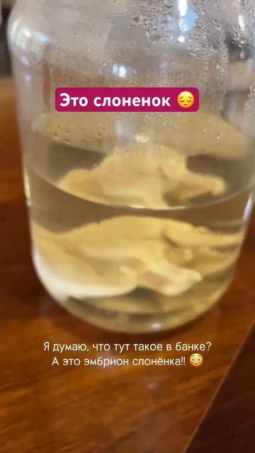 На кассе парка Крюгера стоит эта банка. Купили билет в парк с ночевкой.Позади 7 стран Африки на авто смотреть онлайн