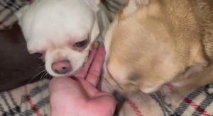 Доброго, веселого и замечательного всем утречка.