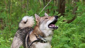 Занятия с лайками вне охоты