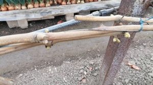 Обзор винограда в отапливаемой теплице!