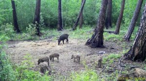 СЕЛЬСКИЙ МОТИВ  (29)  Кабаны на приваде 22.06.2019(Видио)